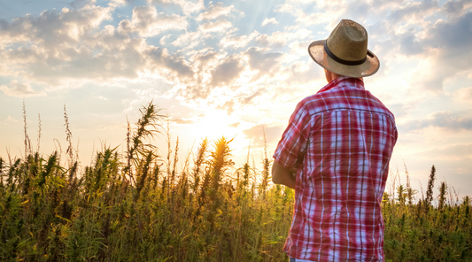 The Top 5 Myths of Hemp Protein Debunked