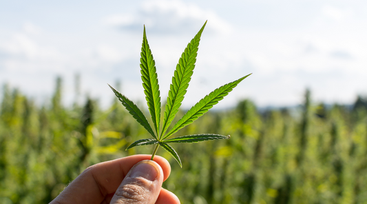 Does Hemp Protein Contain THC? Will Consuming Hemp Protein Get You High?