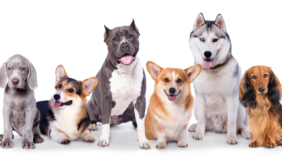 Can You Give Dogs Hemp Protein? 5 Amazing Benefits
