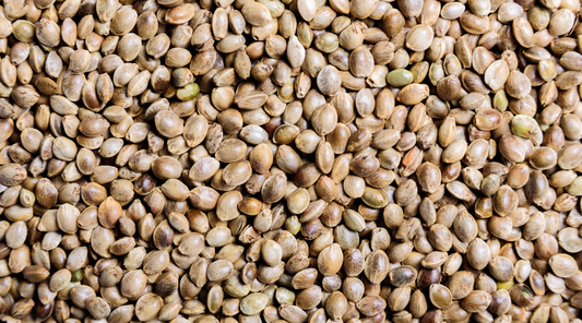 Where Does Hemp Protein Powder Come From?